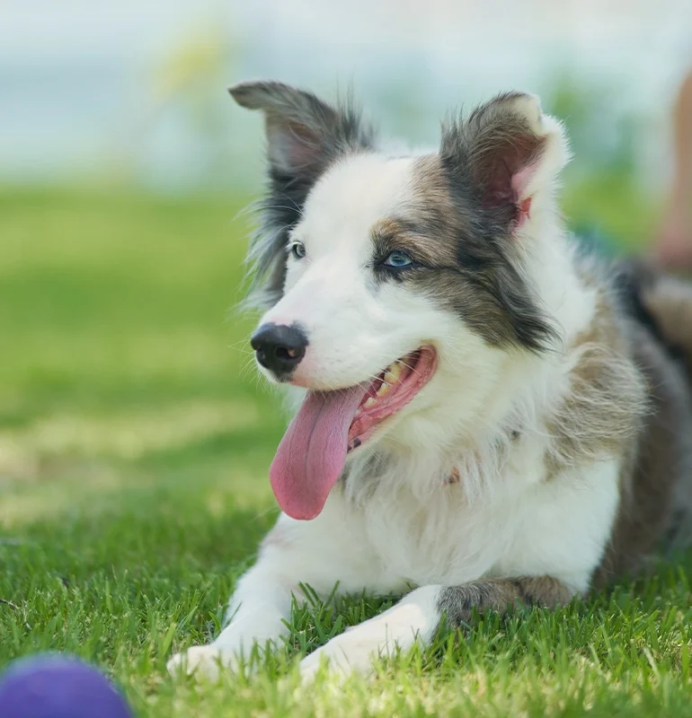 Parque_de_Mascotas_Amenidades_1200x800px, Marina Towers, Puerto Vallarta, Jalisco, México